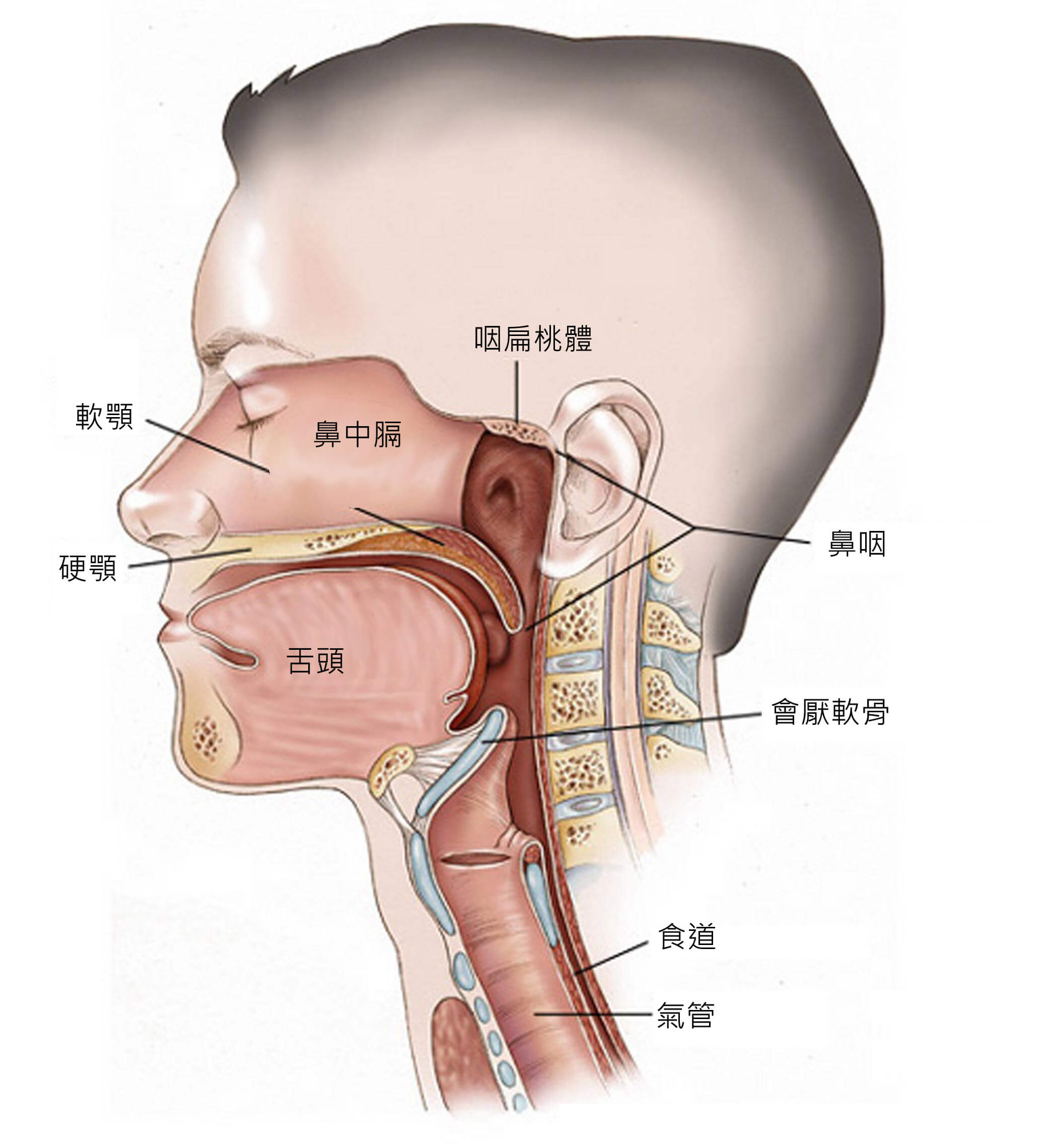 硬顎 H 簡易醫學字典 認識癌症 華人癌症資訊網